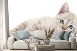 Naklejka: Kitten na białym tle