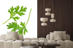 Naklejka: Kolendry liści samodzielnie na białym tle