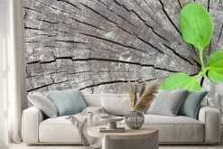 Naklejka: Koncepcja ekologii. rosnąca kiełkowa plantain starych drzew i