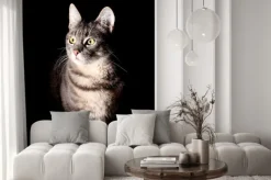 Naklejka: Kot, czarne tło