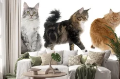 Naklejka: Kotów rasy maine coon