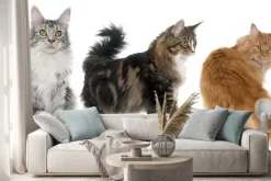 Naklejka: Kotów rasy maine coon