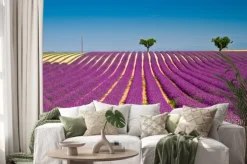 Naklejka: Kwiat lawendy kwitnących pól pachnące