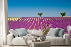 Naklejka: Kwiat lawendy kwitnących pól pachnące