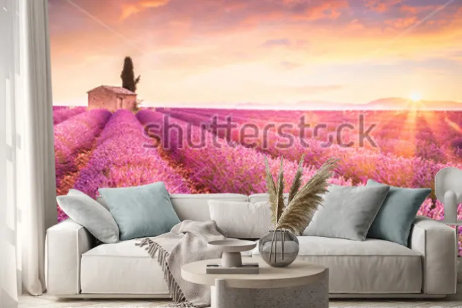 Naklejka: Lavender fields at sunrise near valensole, provence, france