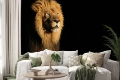 Naklejka: Lew w promieniach słońca na czarnym tle