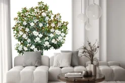 Naklejka: Magnolia (magnolia grandiflora l.) with large flowers