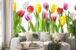 Naklejka: Many different tulip flowers isolated