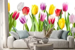 Naklejka: Many different tulip flowers isolated