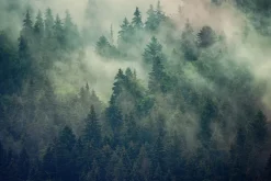 Naklejka: Mglisty las jodłowy w kolorach zieleni i brązu