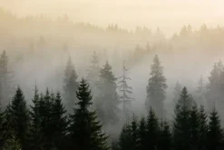 Naklejka: Mglisty poranek nad sosnowym lasem