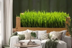 Naklejka: Młode zielone kiełki