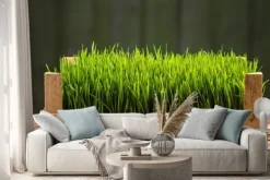 Naklejka: Młode zielone kiełki