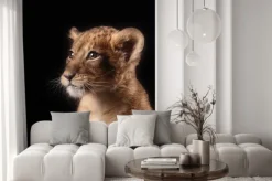 Naklejka: Młody lew na czarnym tle