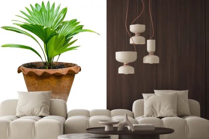 Naklejka: Palma w brązowej doniczce