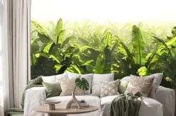 Naklejka: Panorama of a banana grove in the fog.