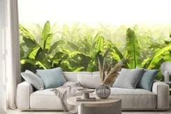 Naklejka: Panorama of a banana grove in the fog.