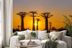 Naklejka: Panorama widok na zachód słońca nad baobab alei