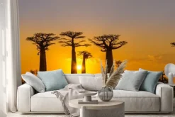 Naklejka: Panorama widok na zachód słońca nad baobab alei