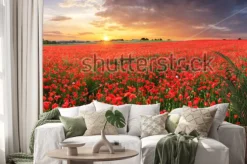 Naklejka: Poppy flowers meadow and nice sunset scene