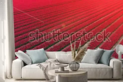 Naklejka: Red tulip field netherlands