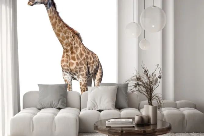 Naklejka: Żyrafa samodzielnie na białym tle