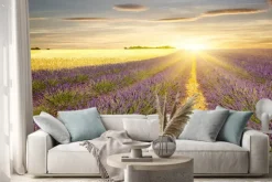Naklejka: Zachód słońca nad polami lawendy i pszenicy