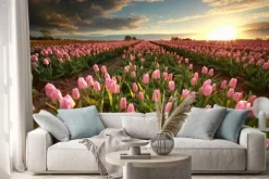 Naklejka: Zachód słońca nad różowym polu tulipanów