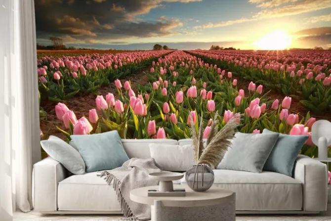 Naklejka: Zachód słońca nad różowym polu tulipanów