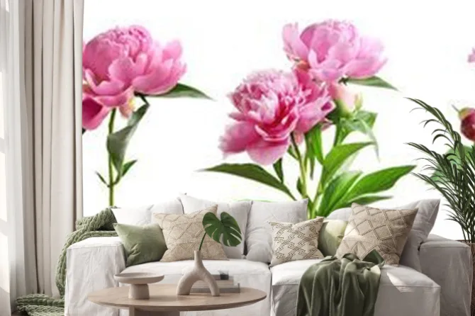 Naklejka: Zestaw różowych piwonii