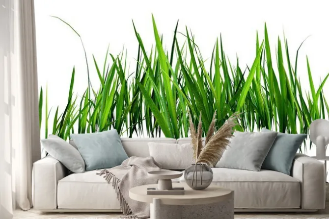 Naklejka: Zielona trawa na białym tle roślinna grafika