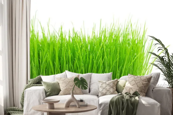 Naklejka: Zielone źdźbła trawy