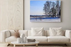 Obraz: Большие березы отбрасывают тень на заснеженное поле