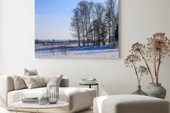 Obraz: Большие березы отбрасывают тень на заснеженное поле