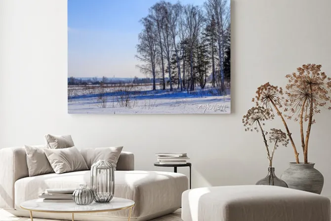 Obraz: Большие березы отбрасывают тень на заснеженное поле
