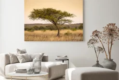 Obraz: Akacji afryki