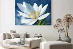 Obraz: Akwarelowy biały kwiat