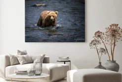 Obraz: Alaskan brunatny brnie przez rzekę brooks w poszukiwaniu łososi.