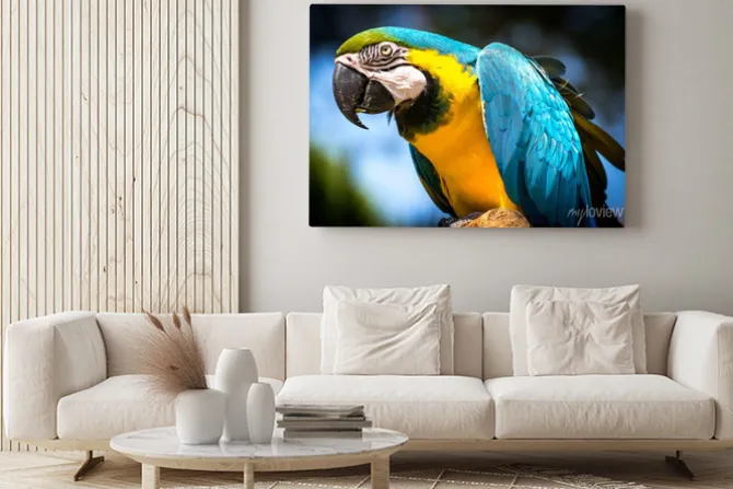 Obraz: Ara ararauna (ara-ararauna)