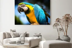 Obraz: Ara ararauna (ara-ararauna)