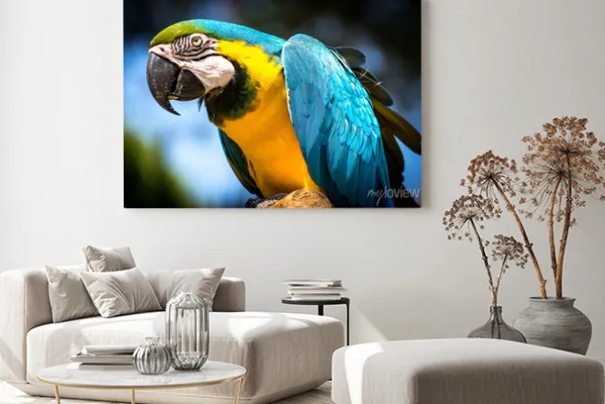 Obraz: Ara ararauna (ara-ararauna)