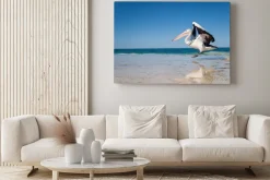 Obraz: Australia, yanchep lagoon, 18.04.2013, australian pelican startu