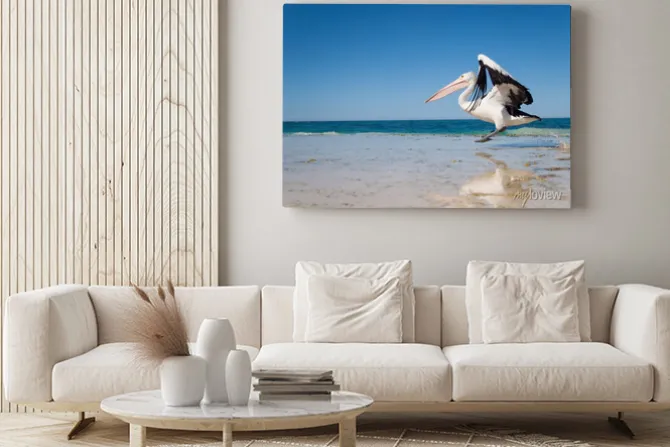 Obraz: Australia, yanchep lagoon, 18.04.2013, australian pelican startu