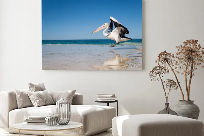 Obraz: Australia, yanchep lagoon, 18.04.2013, australian pelican startu