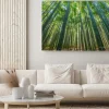 Obraz: Bambus lesie, naturalne zielone tło.