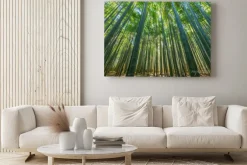 Obraz: Bambus lesie, naturalne zielone tło.