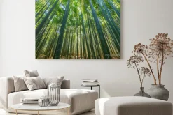 Obraz: Bambus lesie, naturalne zielone tło.