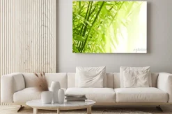 Obraz: Bambus zielone tło