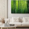 Obraz: Bambusowy czytaj drzew natury pojęcie