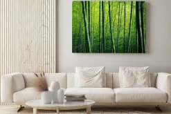 Obraz: Bambusowy czytaj drzew natury pojęcie